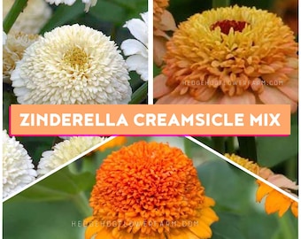 Zinderella Zinnia Creamsicle Mix - Pack of Seeds - with Orange, Peach, White