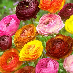 Ranunculus - Tecolote Picotee Mix - 10 Corms - Multi-Colored Picotee Flower