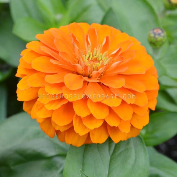 Zinnia Queen Pure Orange Seeds - Orange Zinnias