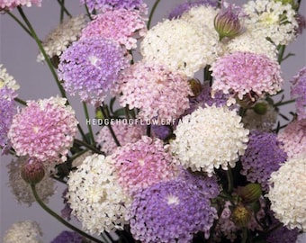 Didiscus - Heavenly Mix Seeds - Lace Flower - Easy to Grow Filler Flowers