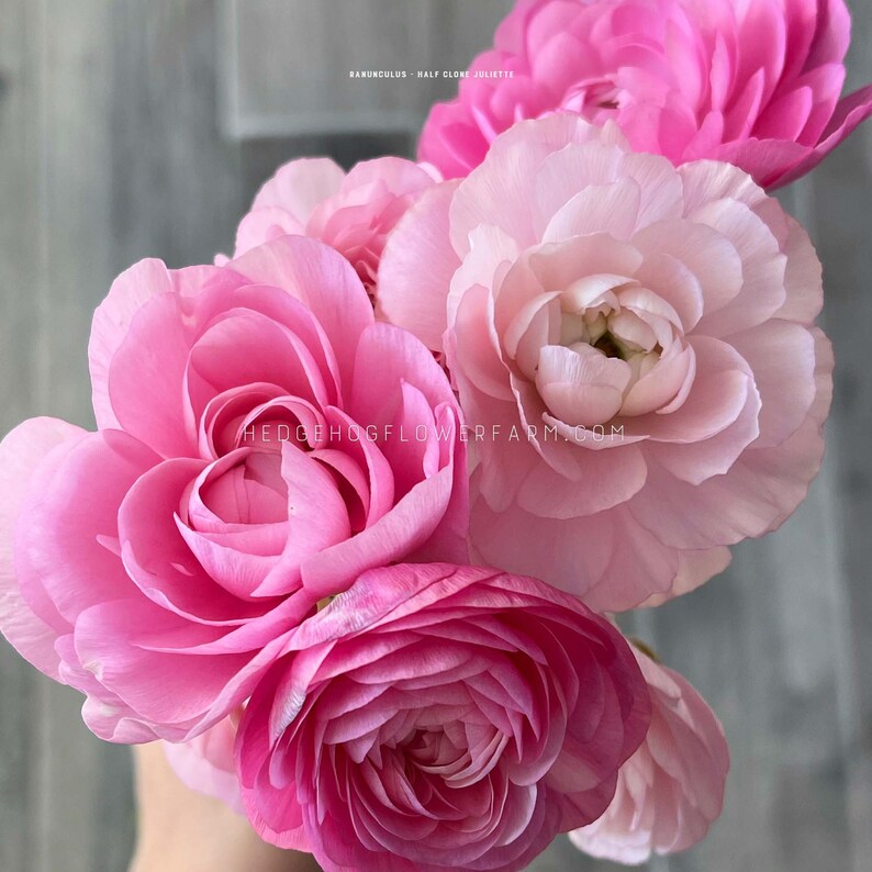 Clone Ranunculus Ranunculus - Half Clone Juliette - 10 Corms - Sweet Pink Persian ...