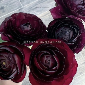 Ranunculus Amandine Black - 10 Corms - Black Persian Buttercups