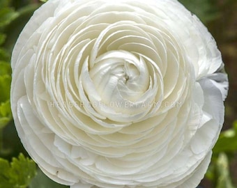May include: A close-up of a white ranunculus flower with many layers of petals. The flower is in full bloom and has a delicate, feminine appearance.