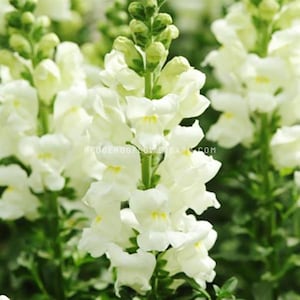 Snapdragon - Potomac Ivory White Seeds - Pretty White Petals