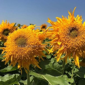 May include: A field of bright yellow sunflowers with fuzzy petals. The sunflowers are in full bloom and have large, dark centers. The text "HEDGEHOGFLOWERFARM.COM" is visible in the image.