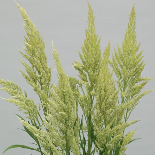 Celosia Sylphid Lime Seeds - Lime Green Feathery Flowers - Great Bouquet Filler!