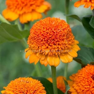 Zinnia - Zinderella Orange Seeds - Vibrant Orange Pincushion-type blooms - Easy to Grow