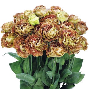 Lisianthus - Rosanne 2 Terracotta Seeds - Two Tone Vintage Blooms - Better than Roses