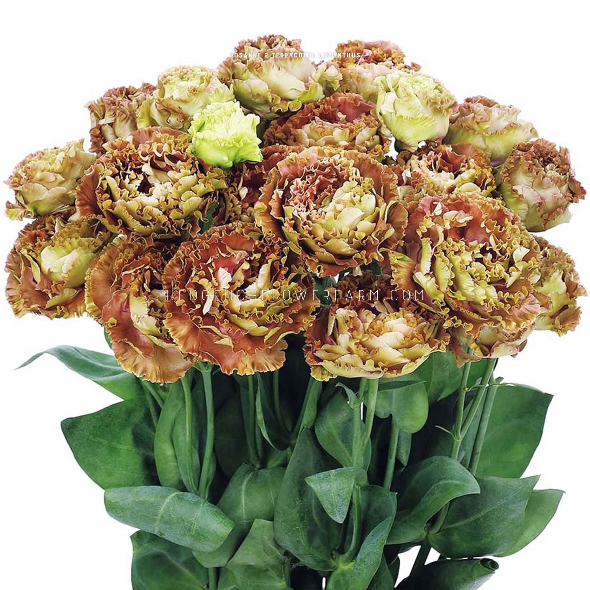 Lisianthus - Rosanne 2 Terracotta Seeds - Two Tone Vintage Blooms