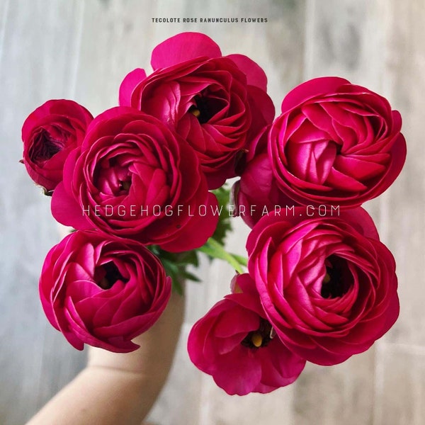 Ranunculus Tecolote Rose - 10 Corms - Vivid Pink Persian Buttercups