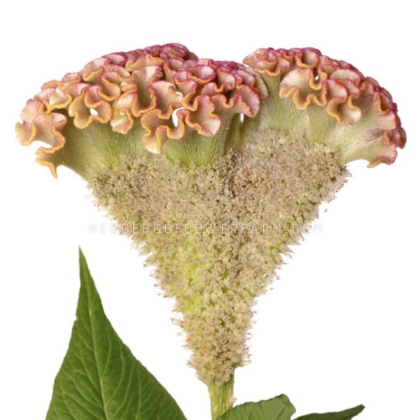 Celosia Bar Bossa Champagne Seeds - Brain shaped, Unusual Fluted Flowers