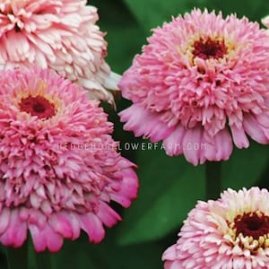 Zinnia - Zinderella Lilac Seeds - Soft Tones with Dark Centered Summer Blooms - Easy to Grow