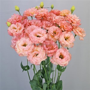 Lisianthus - Celeb 2 Honey Pink Seeds - Pink Prairie Gentian - Better than Roses