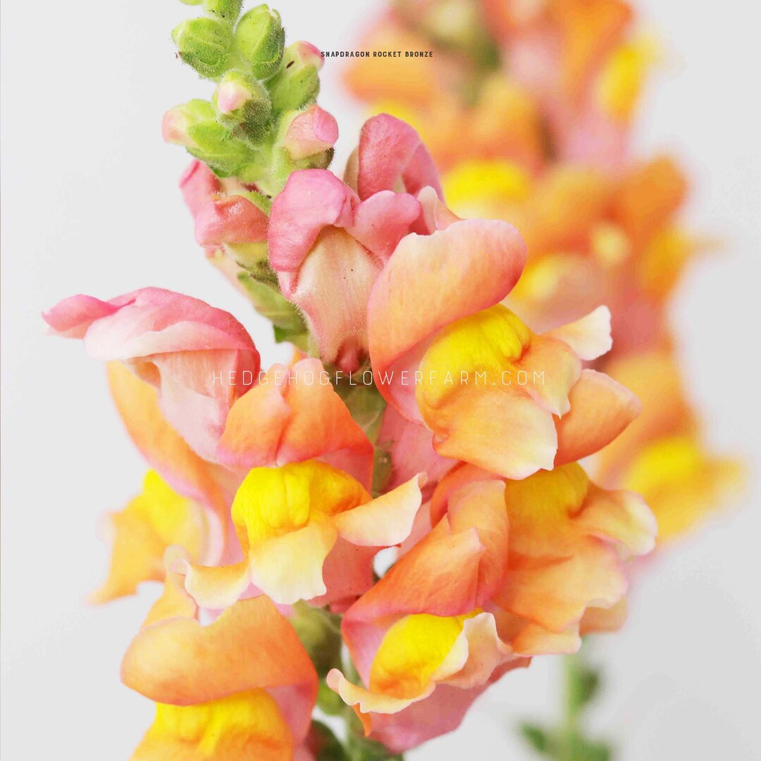Dynamic Snapdragon Flower Seeds Rocket Series Seeds Abstract for Your Screen Dynamic Snapdragon Flower Seeds Rocket Series Seeds Abstract for Your Screen