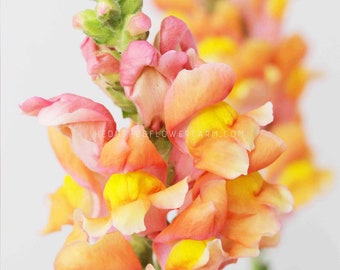 Snapdragon - Rocket Bronze Seeds - Sunset Colored Blooms