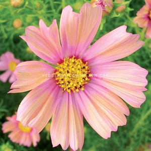 Cosmos - Apricot Lemonade Seeds - Dainty Pink and Yellow Flowers - Cut and Come Again Blooms