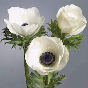 Anemone - Carmel White - 10 Corms - White with Black Center Windflowers