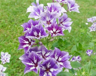 Zaluzianskya Capensis Midnight Candy (night Phlox) 30 Flower Seeds