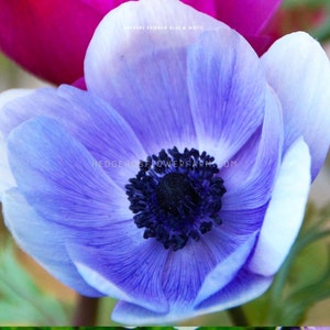 Anemone - Rainbow Blue and White - 10 Corms - Jerusalem Blue Windflowers