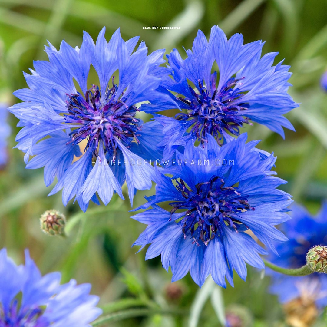 Centaurea Cyanus - Blue Boy Seeds - Blue Cornflower - Easy to Grow ...