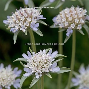 Scabiosa - Paper Moon Seeds - Starflower - Paper Lantern Pincushion Flowers