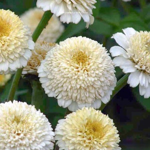 Zinnia - Zinderella White Seeds - Cute Cream Cupcake Blooms - Easy to Grow