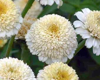 Zinnia - Zinderella White Seeds - Cute Cream Cupcake Blooms - Easy to Grow