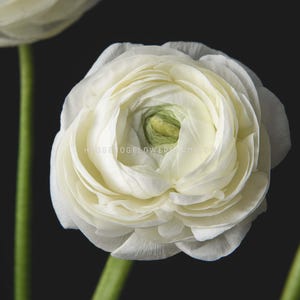 May include: A single white ranunculus flower with a green center. The flower is in focus and the background is black.