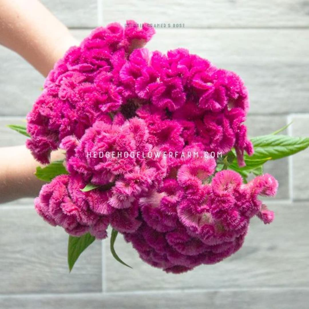 Cramer's Rose Celosia - Pack of Seeds - Etsy