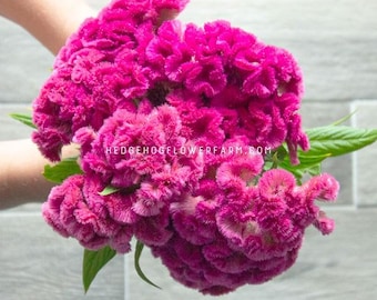 Cramer's Rose Celosia - Pack of Seeds