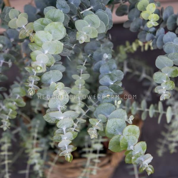 Eucalyptus Baby Blue Bouquet (eucalyptus pulverulenta) Seeds - Great Filler - Aroma plant