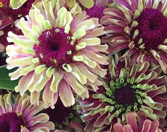 Zinnia - Queeny Lime Red Seeds - Neon Gradient Summer Beauties - Easy to Grow