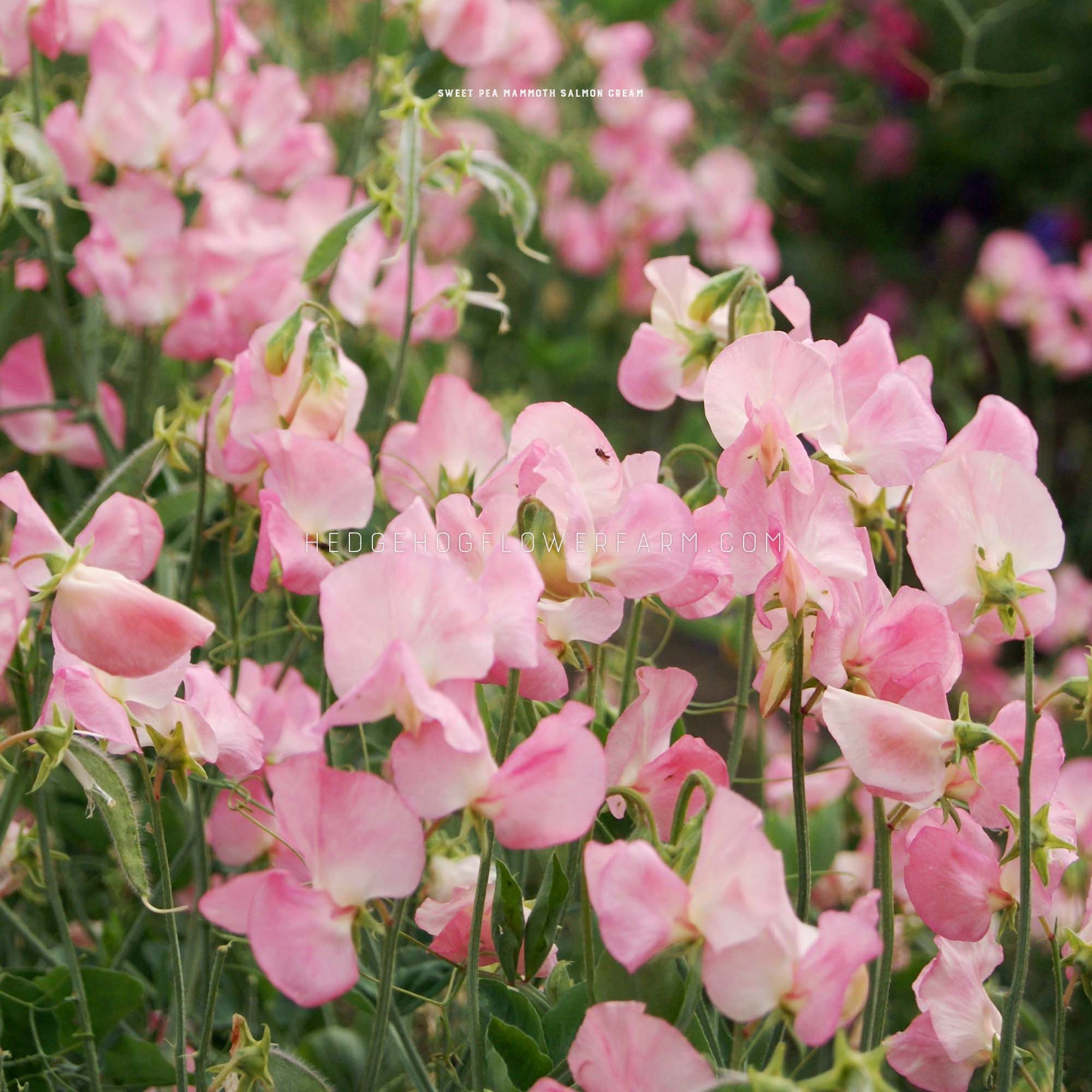 Mammoth Salmon Cream Sweet Pea - Pack of Seeds - Etsy