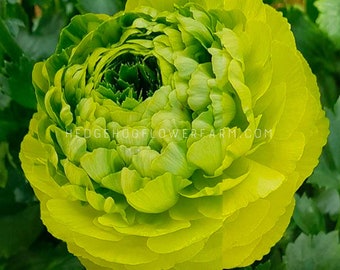 Ranunculus - Clone Jean - 5 Corms - Shocking Green Persian Buttercups