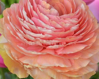 Ranunculus Tecolote Salmon - 10 Corms - Coral, Pink, Orange Persian Buttercups