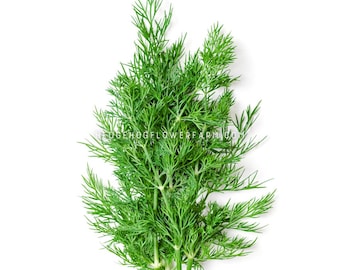 May include: Fresh green dill sprigs against a white background. The dill has delicate, feathery leaves and slender green stems. The image is well-lit, highlighting the vibrant green color of the herb. The text "HEDGEHOGFLOWERFARM.COM" is visible.