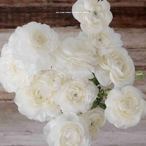 Ranunculus - Half Clone Iceberg - 10 Corms - Icy White Persian Buttercups