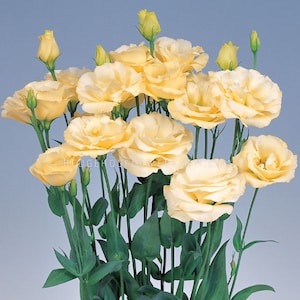 Lisianthus - Excalibur Yellow Seeds - Butter Colored Blooms - Better than Roses