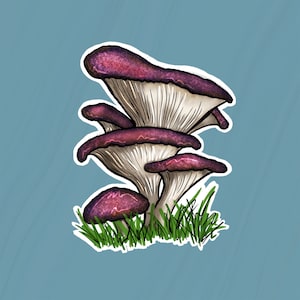 Lila Austernpilz Clip Art