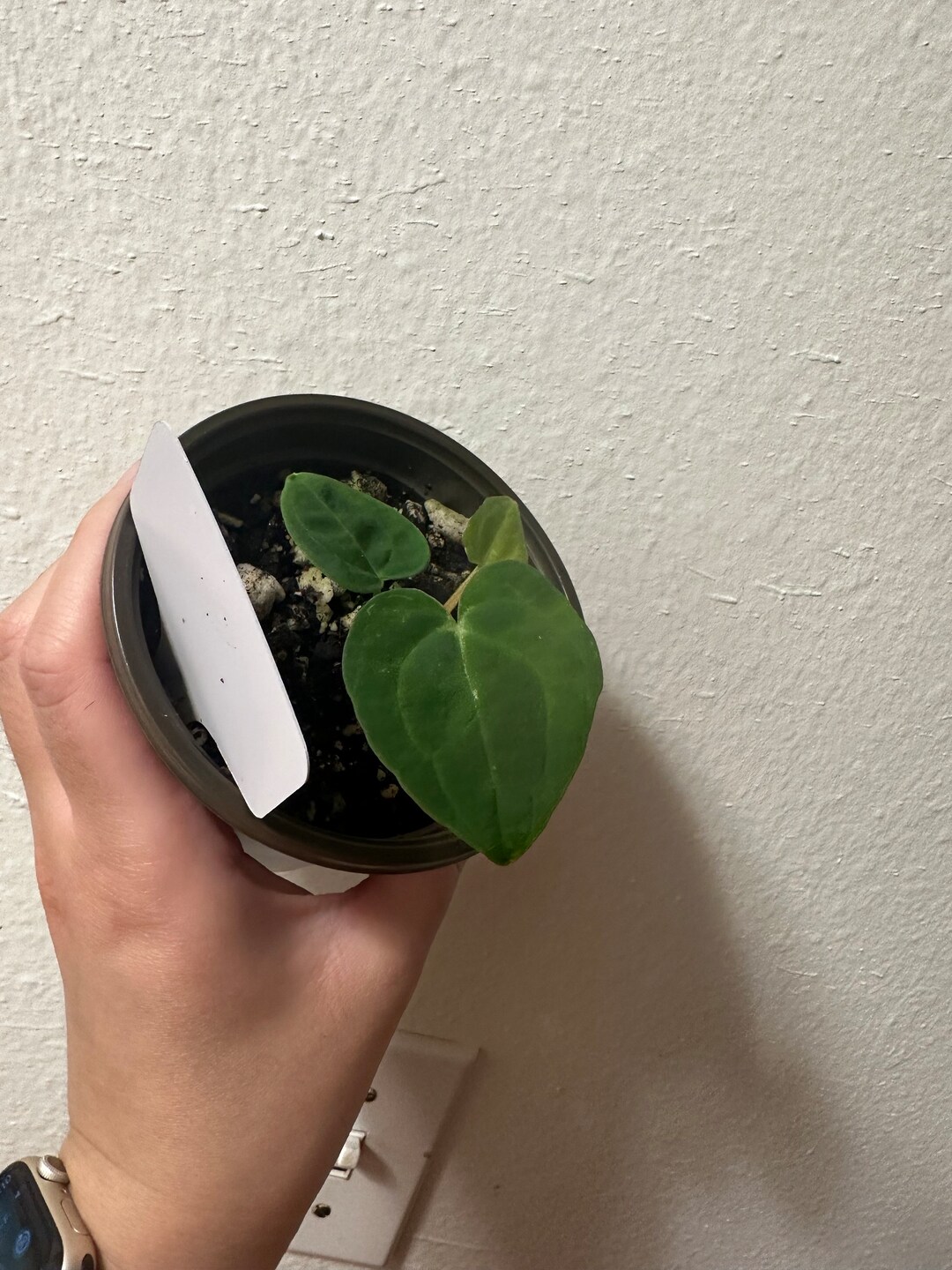 Anthurium Gangb💥ng x • germinated seeds
