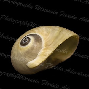 Sharks Eye, Moon Snail, Sharks Eye Shell, Moon Snail Shell, Florida Shell, Shell, Nature