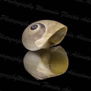 Sharks Eye, Moon Snail, Sharks Eye Reflection, Moon Snail Refection, Shell, Sea Shell, Florida Sea Shell