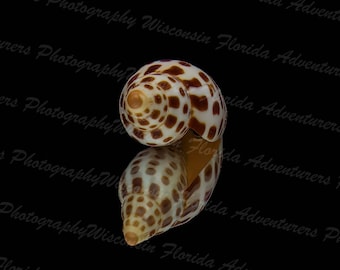 Junonia, Junonia Shell, Junonia Reflection, Florida Shells, Florida Junonia, Shelling, Beach, Gulf Of Mexico