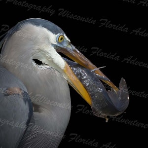 Great Blue Heron, Great Blue Heron Print, Great Blue Heron Photo, Great Blue Heron Eating A Mud Puppy