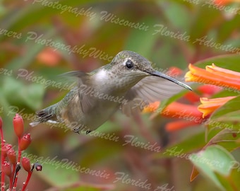 Ruby-throated Hummingbird, Hummingbird, Hummingbird Photo, Hummingbird Picture, Bird