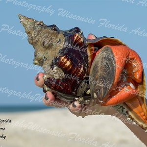 Mermaid&#39;s Hand Horse Conch Print, Florida Photo, Nature Photo, Gulf Coast Wall Art, Sea Life Print