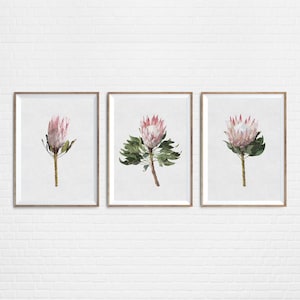 Akvarell kungprotea konsttryckset, rodnande rosa blommor (digital nedladdning)