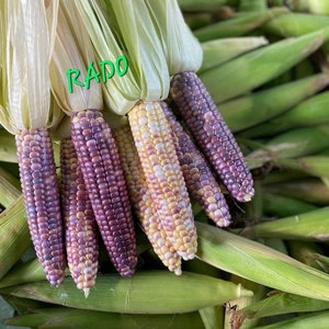 75+ Bắp nếp dẻo Cẩm Hồng/ Sticky Sweet Asian corn seeds (treated seeds)/ Purple & White Glutinous Corn seeds