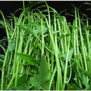 1000+ Thai Water Spinach Seeds - Rau Muống siêu đọt Thái - Kangkong Ong Choy – Easy to Grow Asian Vegetable