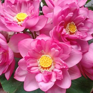 10 hạt Sen Bách Diệp - Thai Lotus seeds (pink & white mixed)